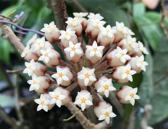 hoya clemensorium YHC-25