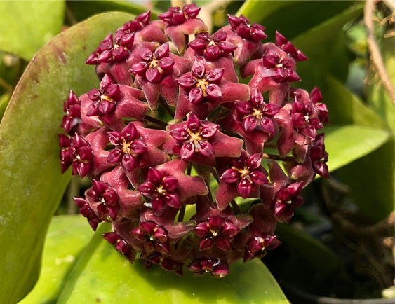 hoya cinnamomifolia var purpureo fusca YHC-24