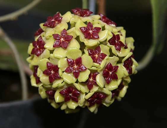 hoya cinnamomifolia YHC-23