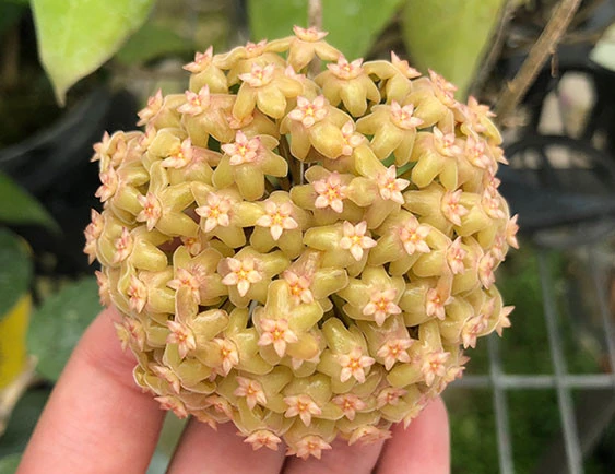 hoya chunii YHC-21
