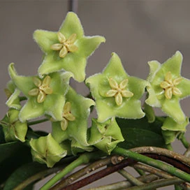 hoya chlorantha YHC-20