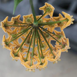 hoya chewiorum YHC-18