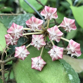 hoya caudata samatra YHC-15