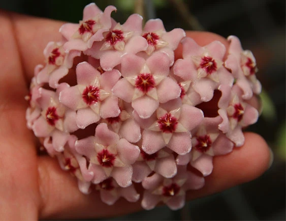 hoya carnosa krinkle 8 YHC-10