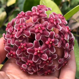 hoya carnosa red YHC-09