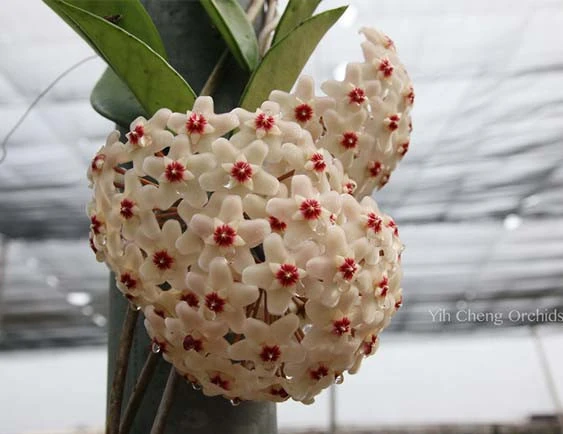 hoya carnosa YHC-08