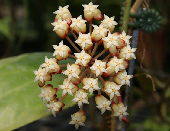 hoya cardiophylla YHC-07