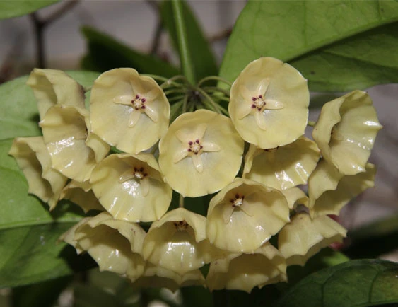 hoya campanulata YHC-06