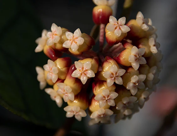 hoya callistophylla short leaf YHC-03