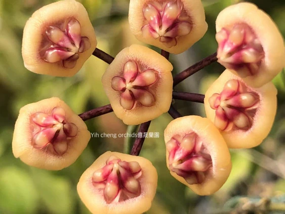 hoya benchaii YHB-014