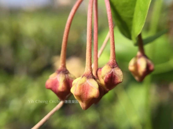 hoya buotii 'sunrise' YHB-011