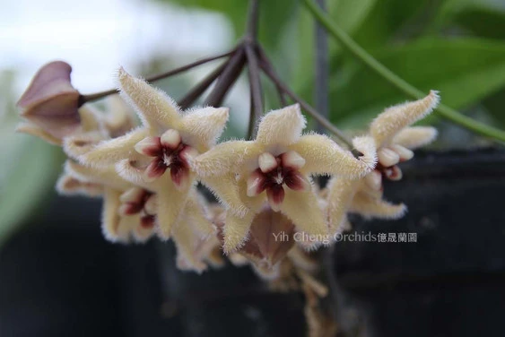 hoya buotii YHB-10