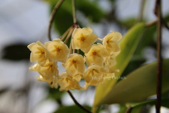 hoya blashernaezii YHB-09