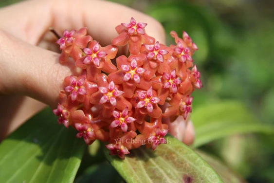 hoya benvergarai YHB-07