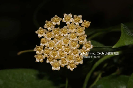 hoya benitotannii YHB-06