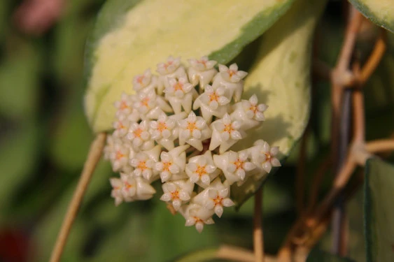 hoya acuta variegata(內藝) YHA-18