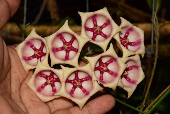 Hoya archboldiana white YHA-08