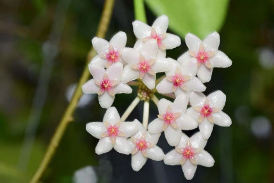 Hoya anulata YHA-06