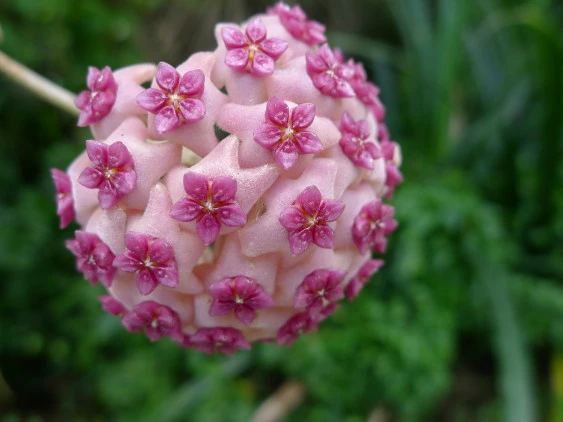 Hoya aldrichii YHA-04