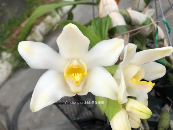 Chysis bractescens  CAP032