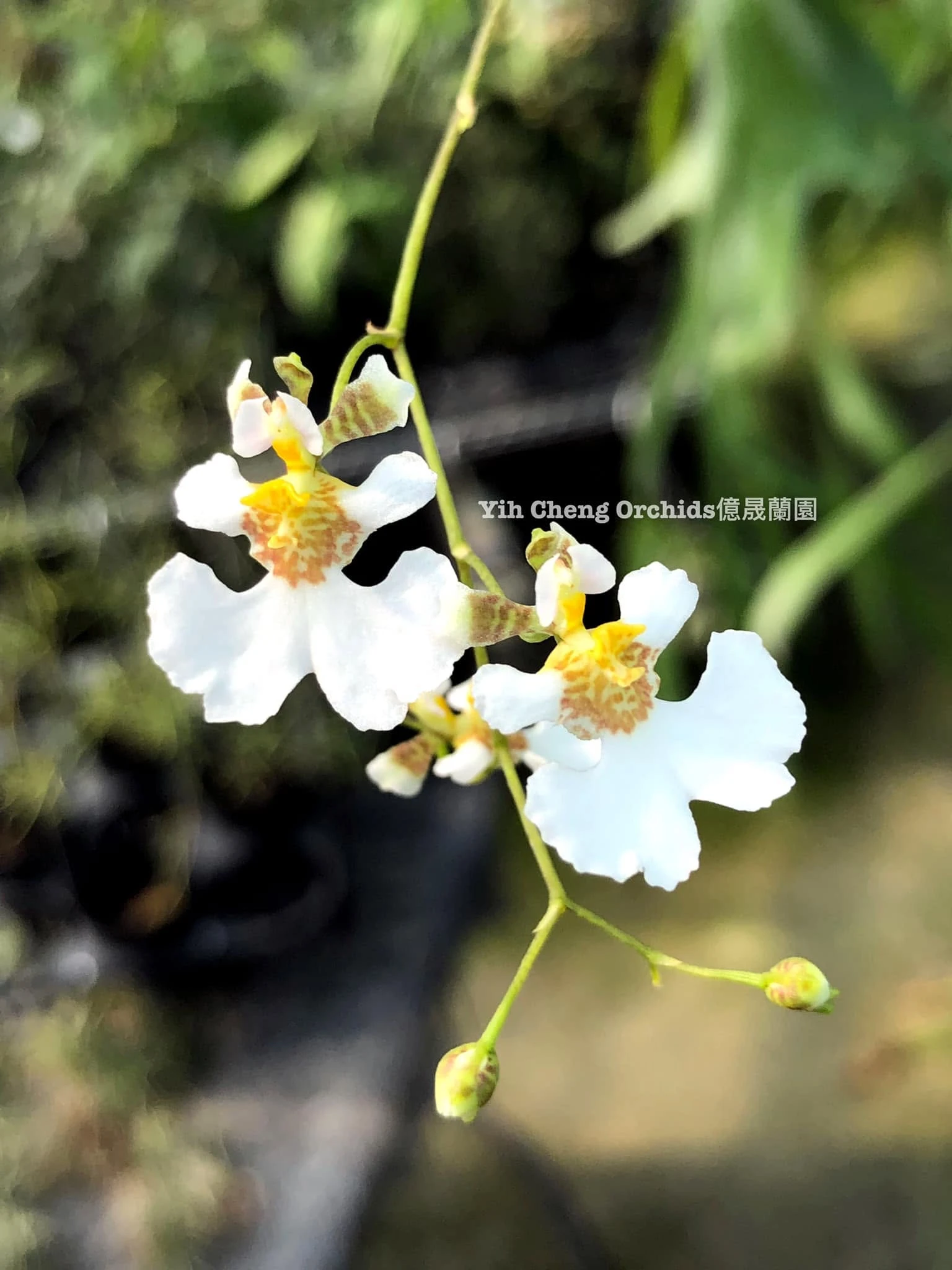 Tolumnia variegata