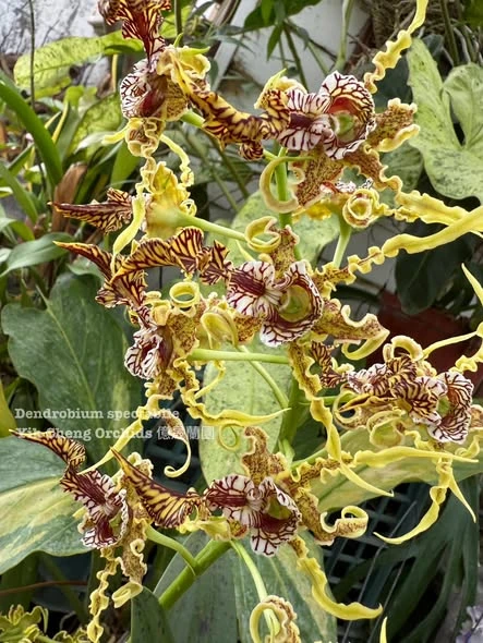 Dendrobium spectabile