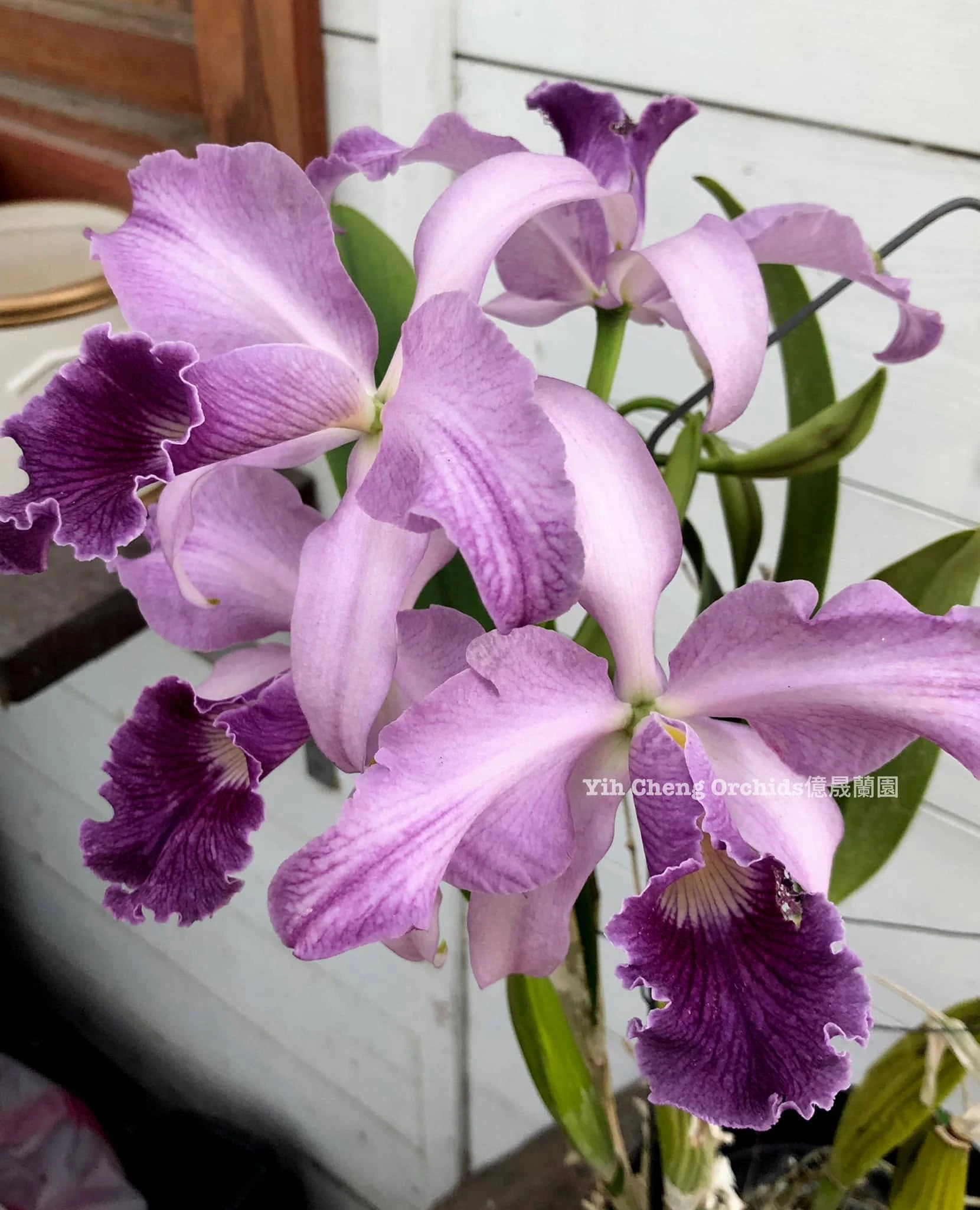 Lc. Canhamiana var. coerulea ''Azure Sky'' HCC/AOS