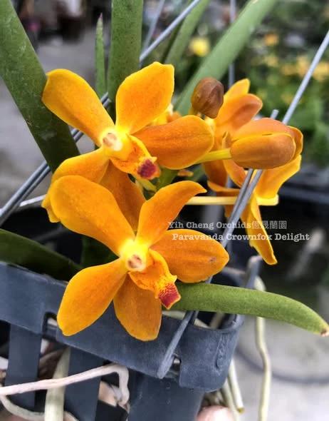 Paravanda Crownfox Delight