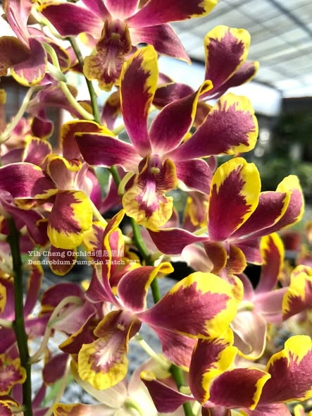 Dendrobium Pumpkin Patch 