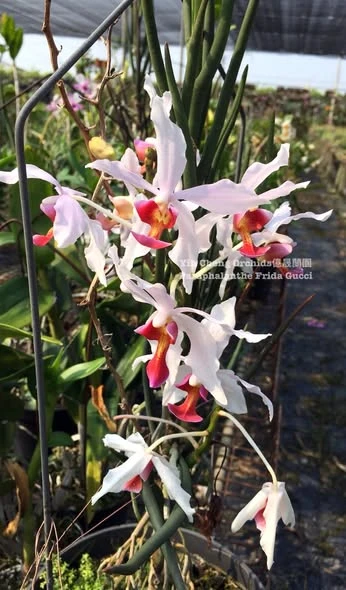 Paraphalanthe Frida Gucci  (Paraphalanthe De La Salle × Parap. laycockii)