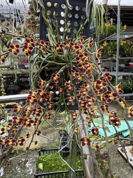 Chiloschista lunifera