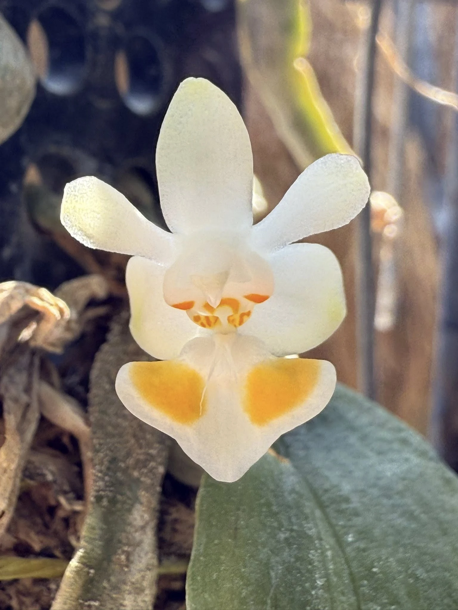 Phalaenopsis gibbosa
