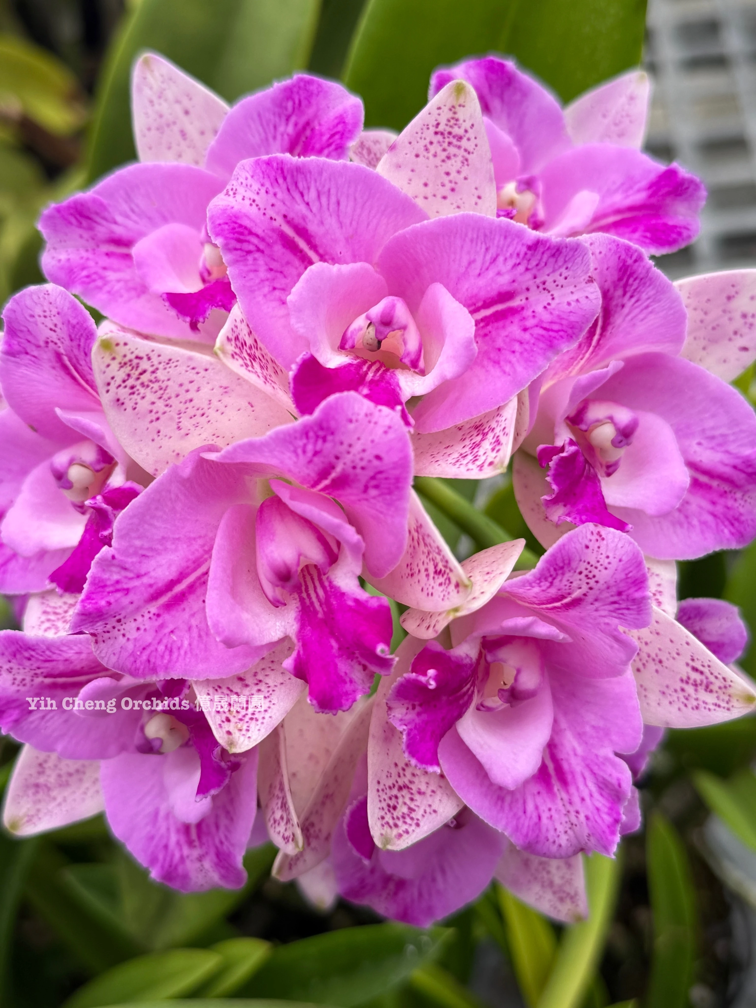 C. Monte Elegante 'Sin Pu' - 新埔