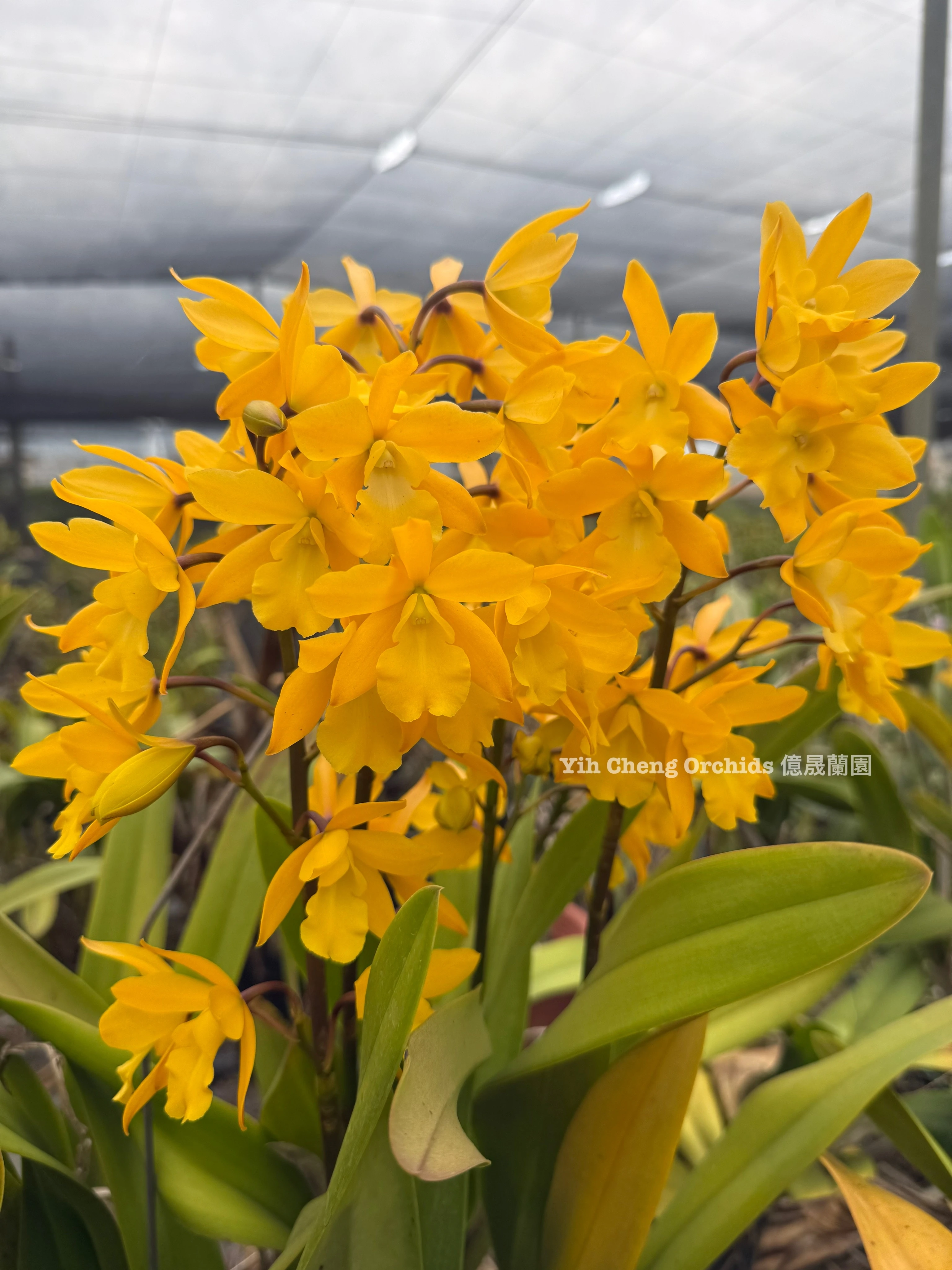 Enanthelya Golden Sunburst - 黃金樹
