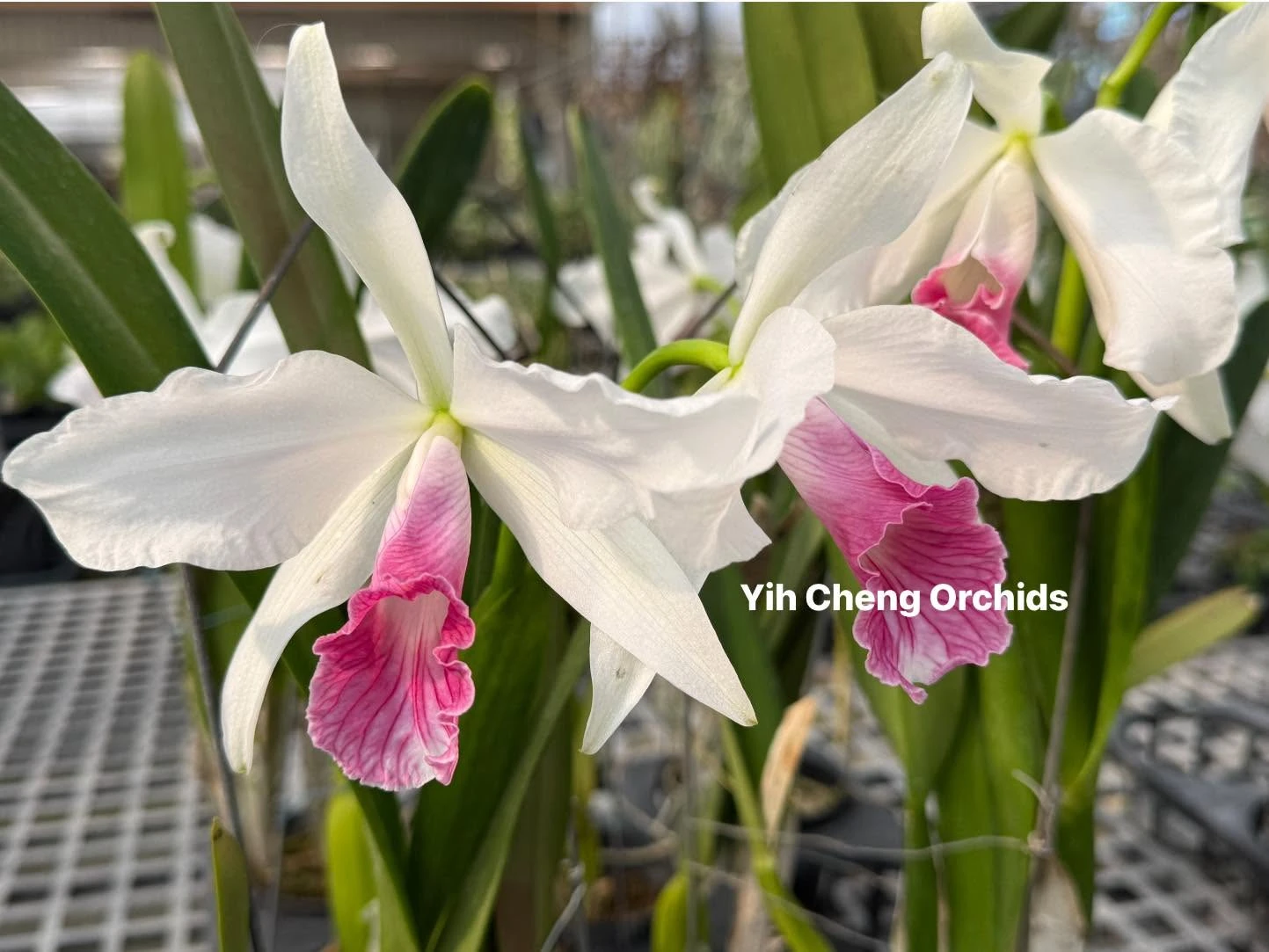 L.purpurata var carnea - 卡尼亞