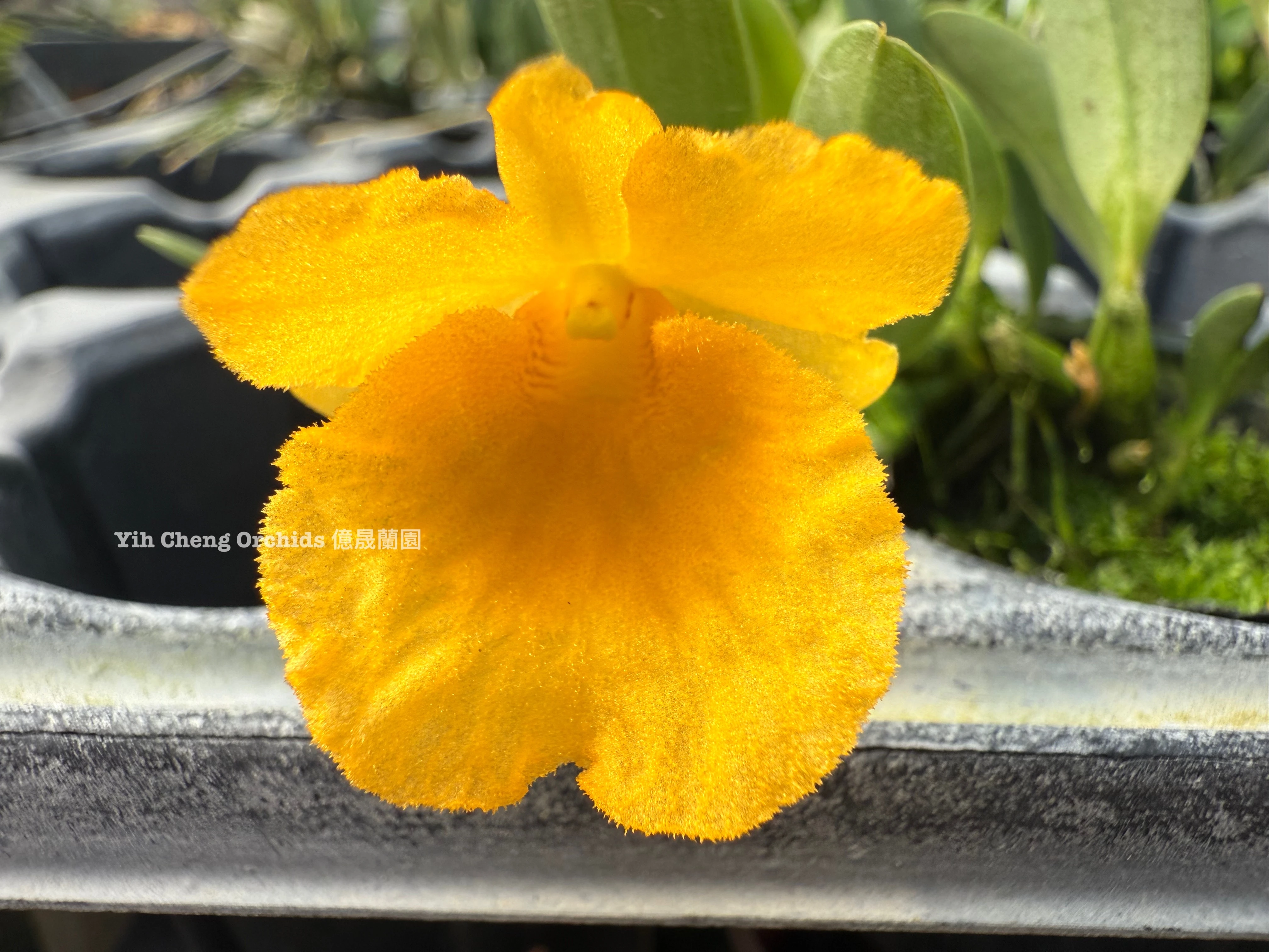 Dendrobium lindleyi (Dendrobium aggregatum) - 錢幣石斛/聚石斛