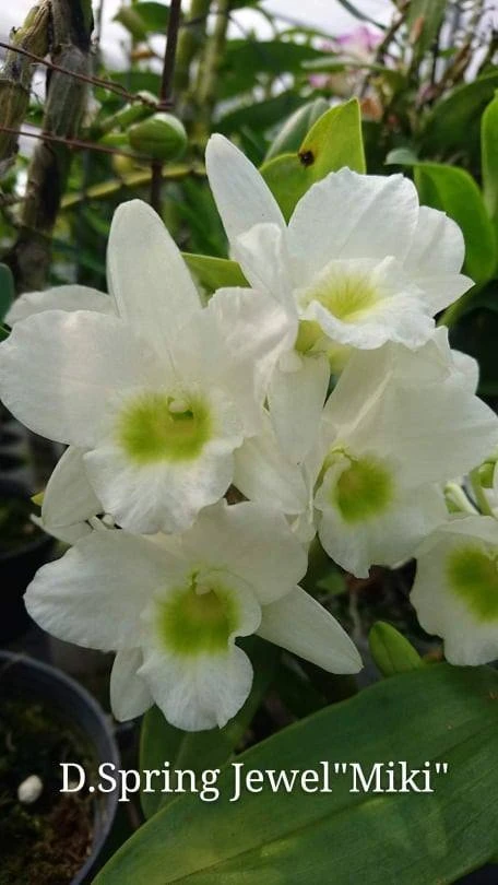 Den.Spring Jewel 'Miki' - 米奇