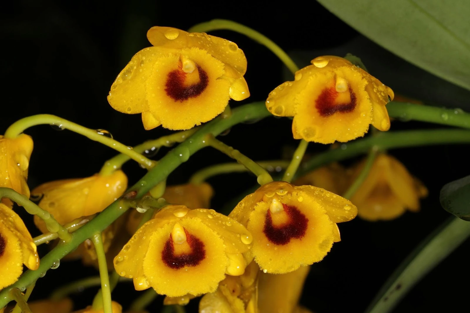 Den.chrysotoxum - 鼓槌石斛