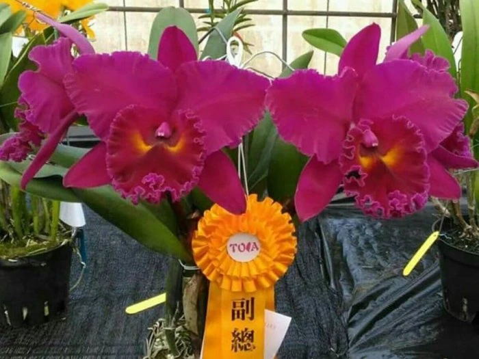 Rlc.Shang Ding Red Dragon - 文欽一號