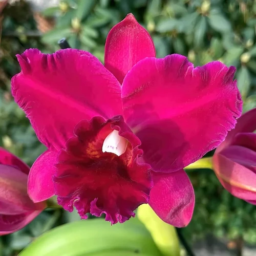 Rlc.Hsinying Scarlet ‘Cherry’ - 櫻桃