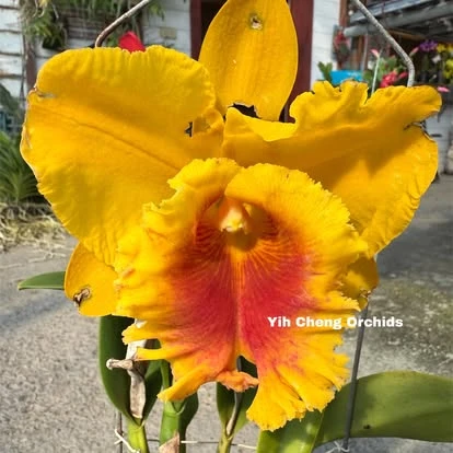Rlc.NP Gold ‘Monkey Butt’ - 猴子屁股
