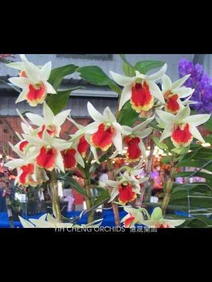 Den.Dawn Maree