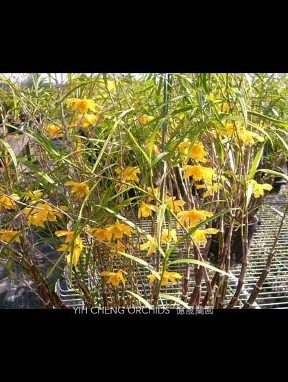 Den.hancockii