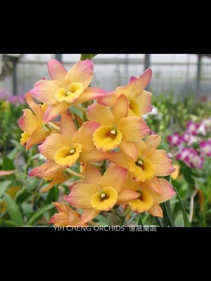 Den.Oriental Smile 'Fantasy'