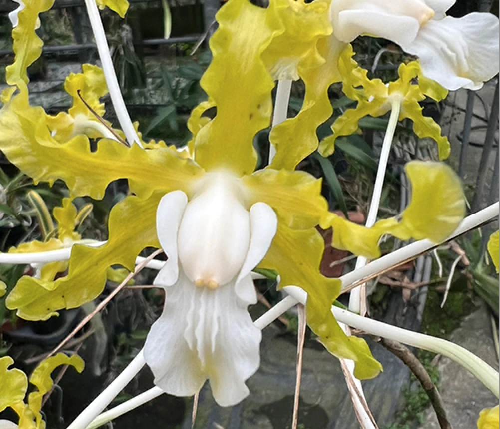 L.undulata alba ‘Graf’s Emerald’AM/ AOS - 白沖天炮