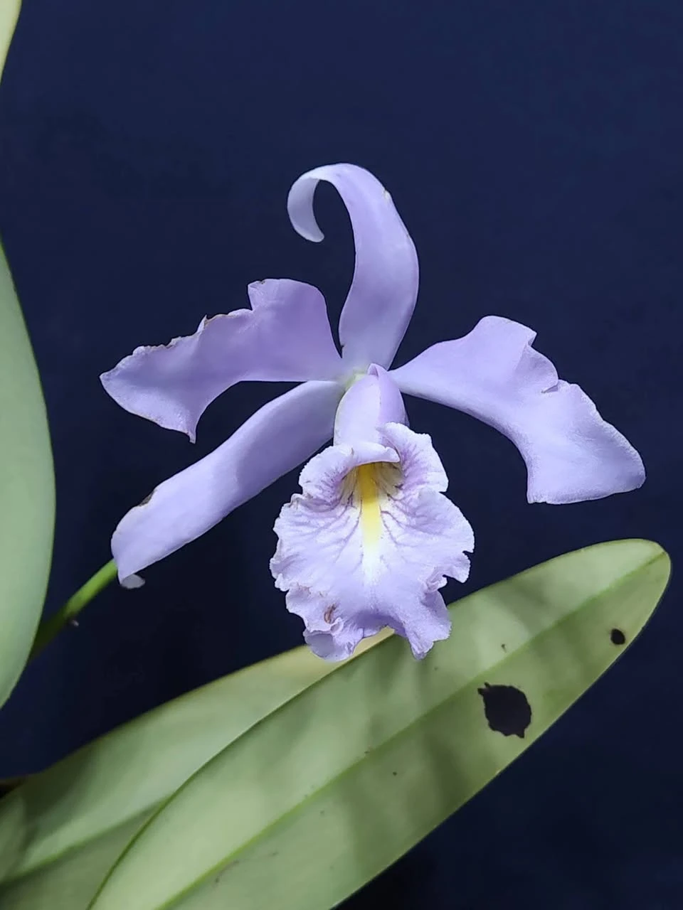 C.maxima var.coerulea. x