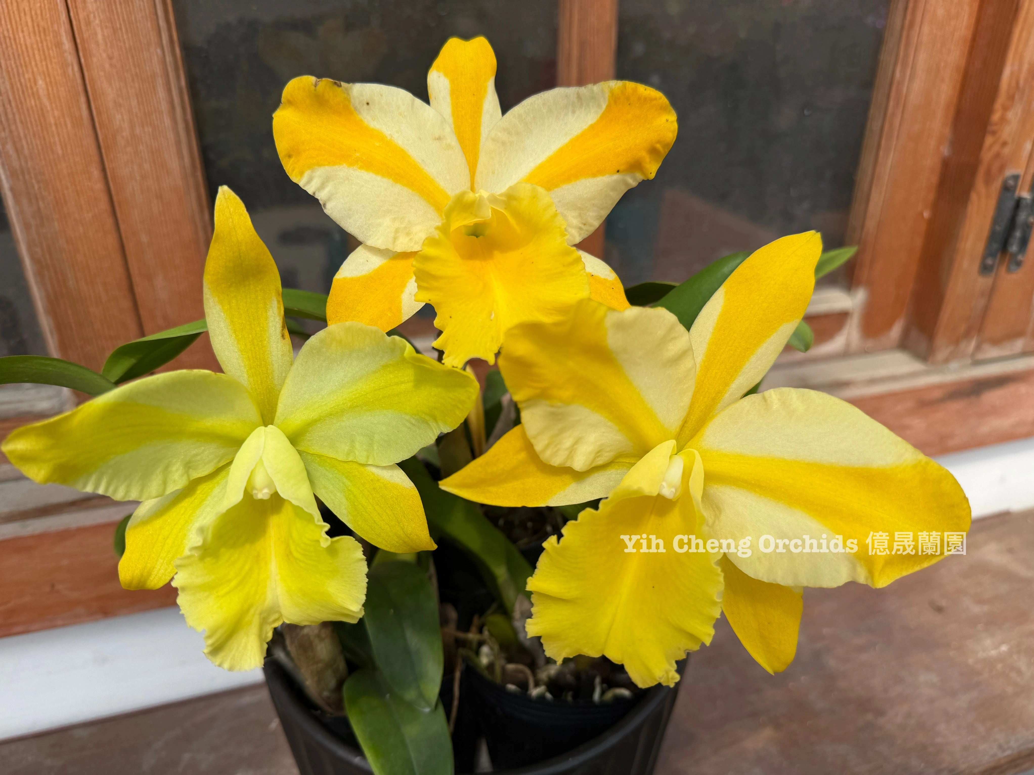 Rlc.Hua Young Gold ‘Pretty’ BM/TIOS - 華陽黃金