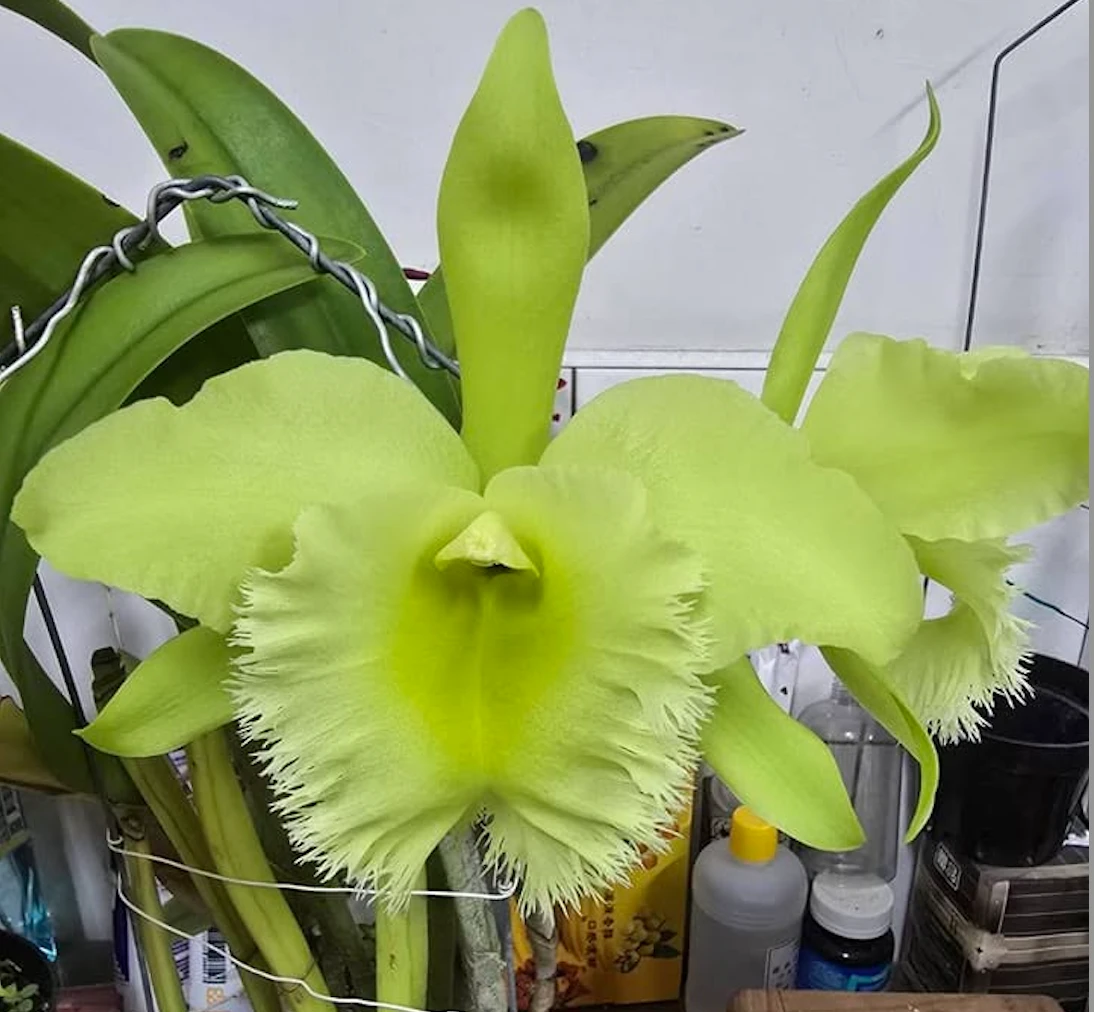 Rlc.Fringe Benefits ‘Green Angel’ - 綠天使