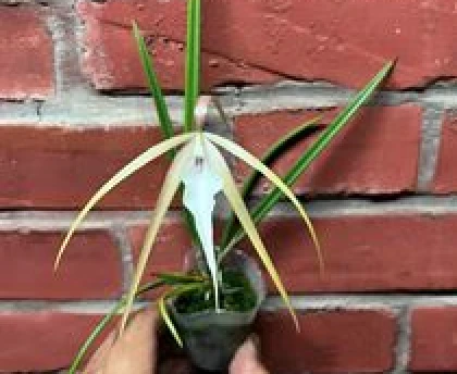 B.Yaki (B.cucullata x B.nodosa)