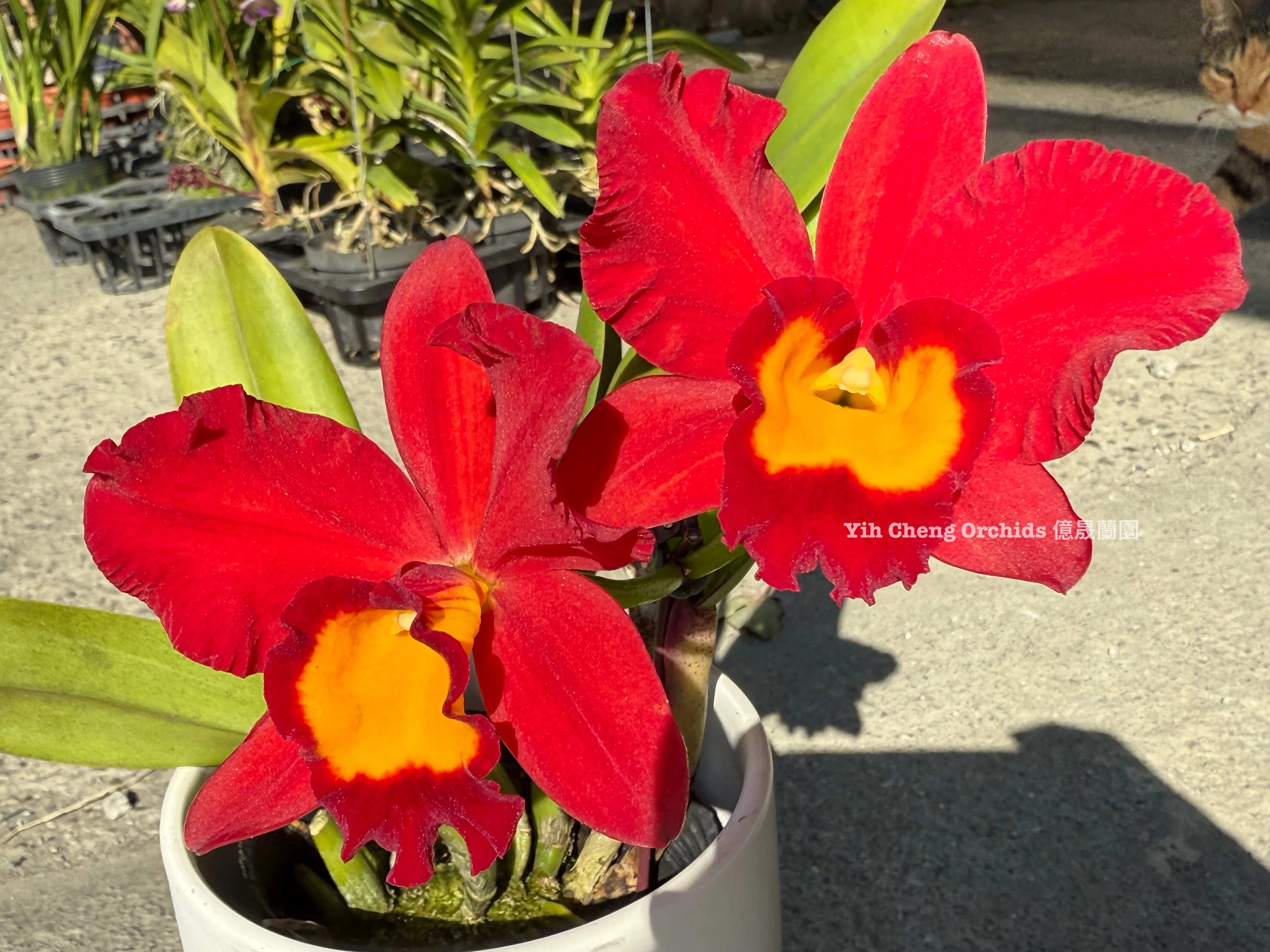 Rth.Smiley Kiss ‘Wilson’ - 紅圓